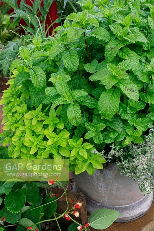 Mentha spicata - Spearmint grown in a galvanised bucket with Origanum vulgare - Golden Marjoram and Thymus - variegated Thyme