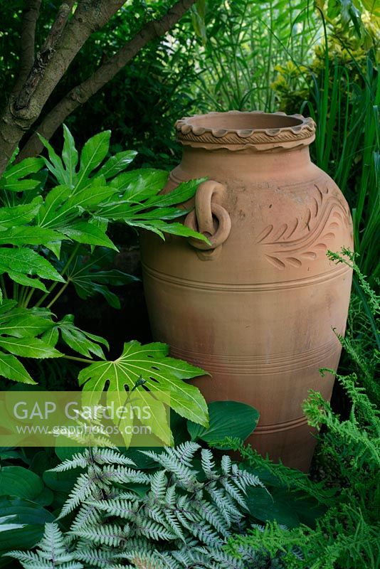 Tall terracotta oil jar under the shade of Fatsia japonica with Athyrium niponicum var pictum - Japanese Painted Fern, in the foreground