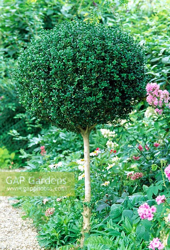 Buxus - Box trained and clipped into mophead shape. West Green House, Hants