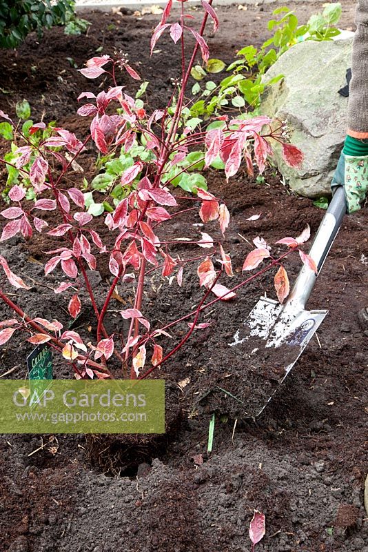 Planting Cornus alba sibirica 'Variegata' - Dogwood
