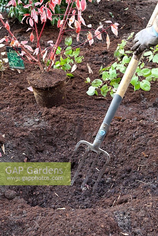 Adding compost to hole, before planting Cornus alba sibirica 'Variegata' - Dogwood 
