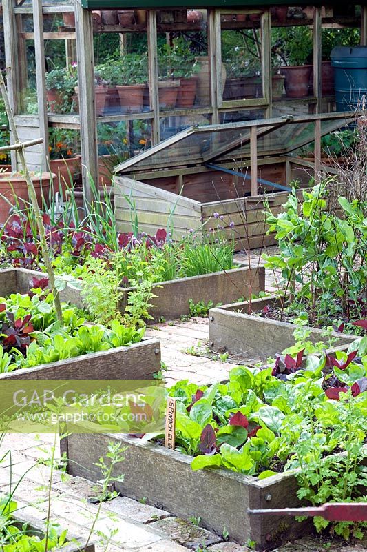 Raised beds in potager with Spinacia oleracea - Spinach, selfseeded Atriplex hortensis var. rubra - Red Orach, and greenhouse
 