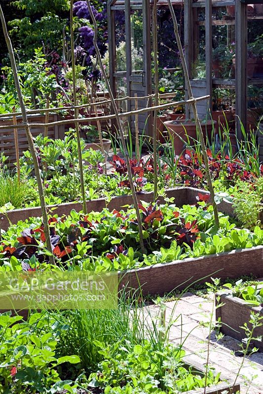 Raised beds in potager with Spinacia oleracea - Spinach, selfseeded Atriplex hortensis var. rubra - Red Orach, and greenhouse