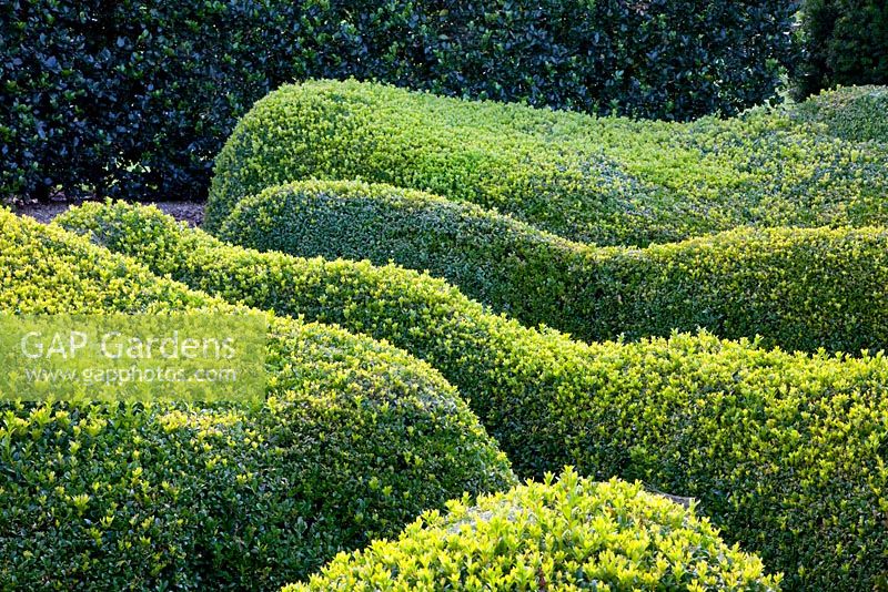 Topiary garden with clipped Buxus - Box 
