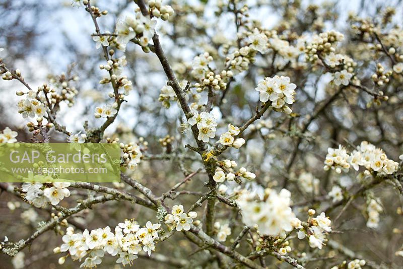 Prunus spinosa - Blackthorn blossom