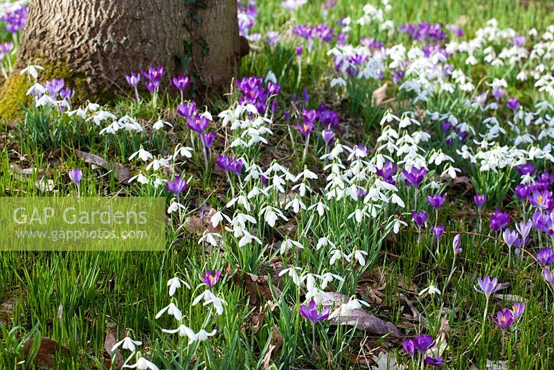 Drifts of spring bulbs including Galanthus - Snowdrops, Crocus tomasinianus at Broadleigh Gardens