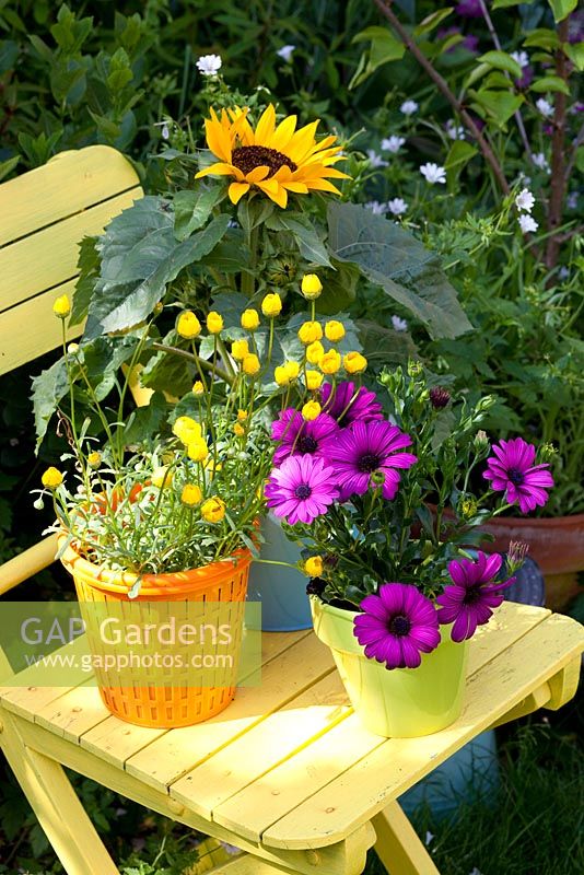 Purple Osteospermum, Chrysanthemum segetum - Corn Marigold and Dwarf Sunflowers in bright containers