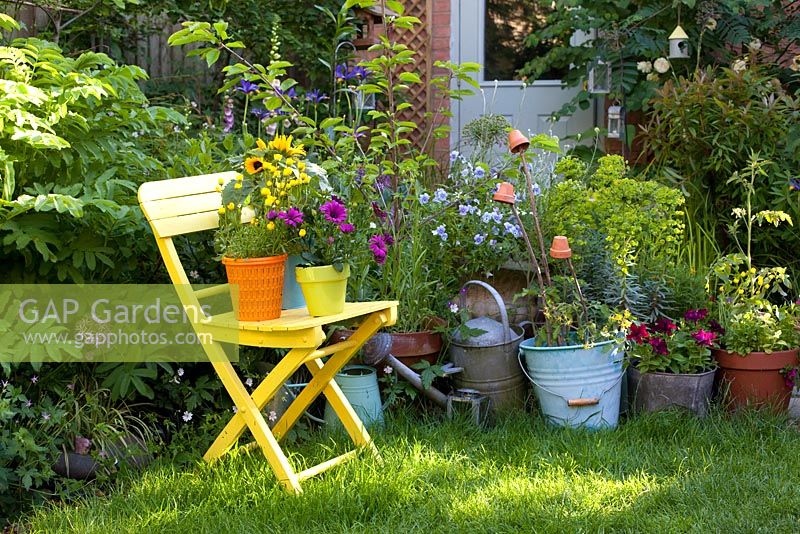 Purple Osteospermum and Chrysanthemum segetum - Corn Marigold in bright containers on yellow chair