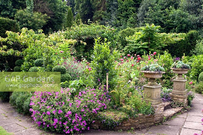 Borders of Geraniums, Topiary, Papaver orientale, Bay and Rhus - Sumac. Mill Dene Garden, June