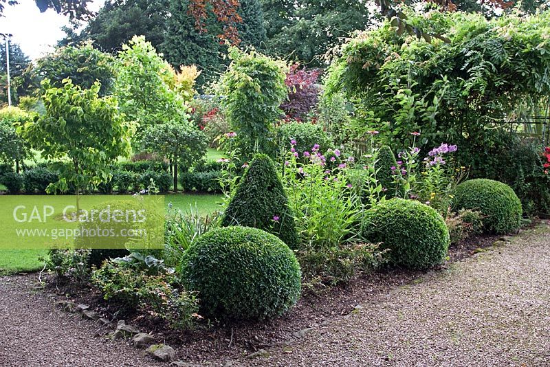 Bed of Buxus topiary balls and Pyramids next to gravel path. Millennium Garden, Lichfield NGS
