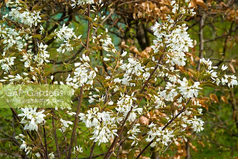 Amelanchier grandiflora 'Ballerina' AGM in blossom in front of a beech hedge. Snowy Mespilus