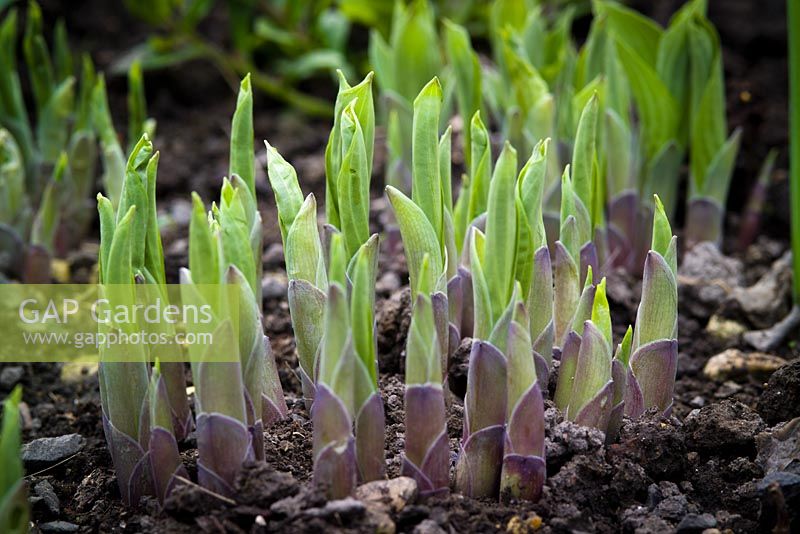 New shoots of Hostas emerging from the soil in spring