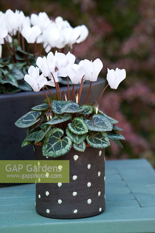 Cyclamen hederifolium - Hardy Cyclamen, in black and white spotty containers.
