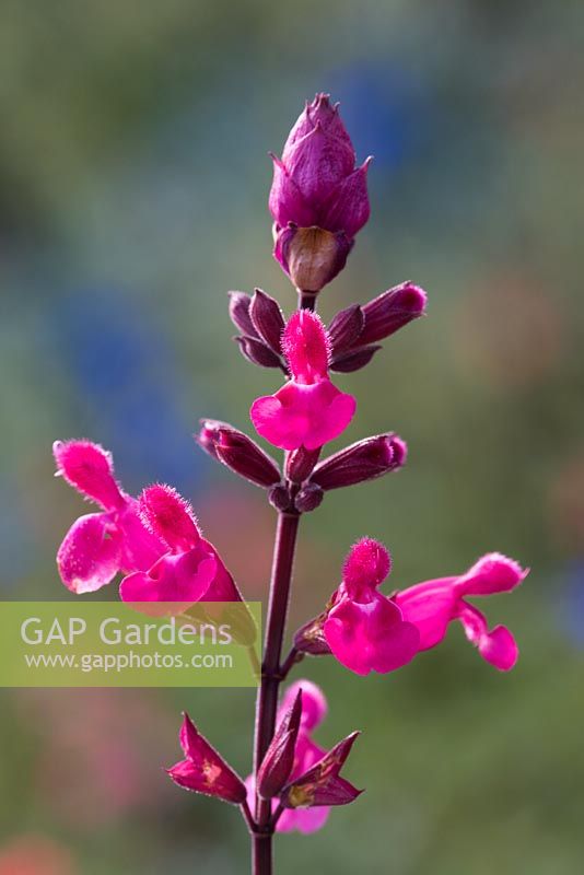 Salvia 'Mulberry Wine' syn. S. 'Mulberry jam'
