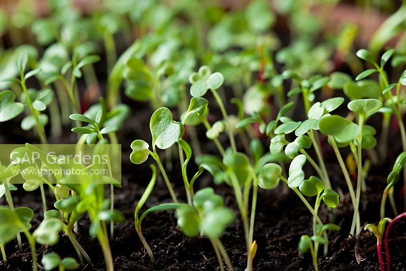 Spinach and Mizuna 'Red Mustard' seedlings
