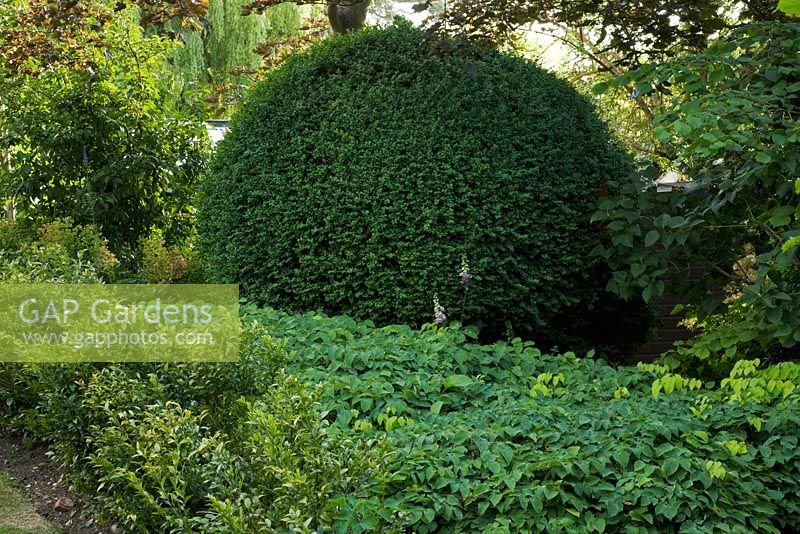 Clipped Buxus - Box ball underplanted with Sarcococca confusa and Epimedium in a shady border in June