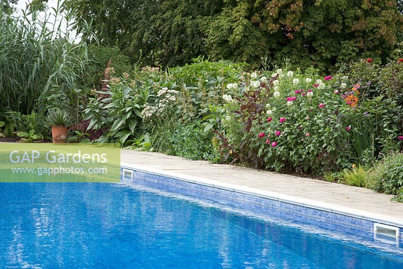 Swimming pool surrouned by colourful border of Amaranthus caudatus, Cleome spinosa 'Helen Campbell', Gladiolus, Zinnia 'Giant Purple' and Nicotiana