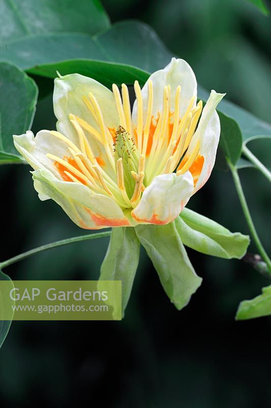 Liriodendron tulipifera - Tulip Tree, June
