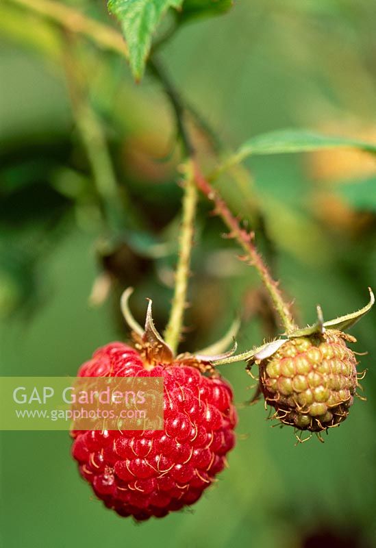 Rubus idaeus - Raspberry 'Heritage'