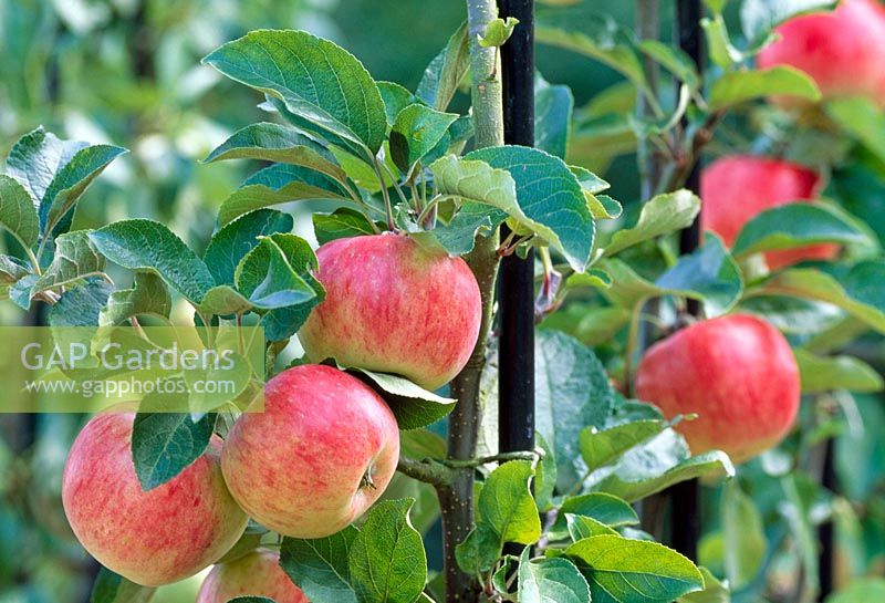 Malus domestica - Apple 'Regal Delkistar' trained up posts