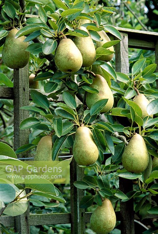 Pyrus communis 'Gorham' - Pear trained to a fence