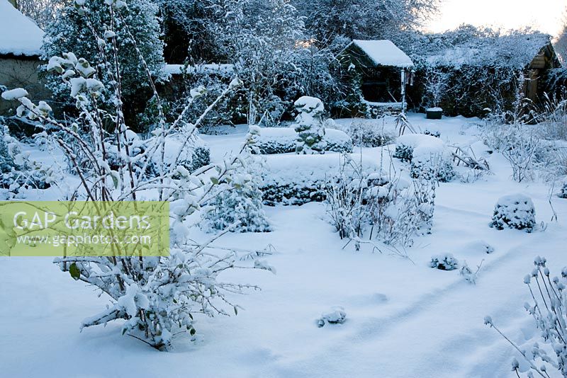 Snowy garden with Box hedges and flint fountain. Lonicera x purpusii in foreground, well, bird table and brick shed in background