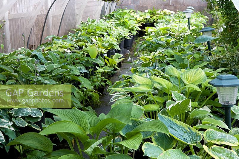Hostas growing in plastic pots in a polytunnel at Hosta House