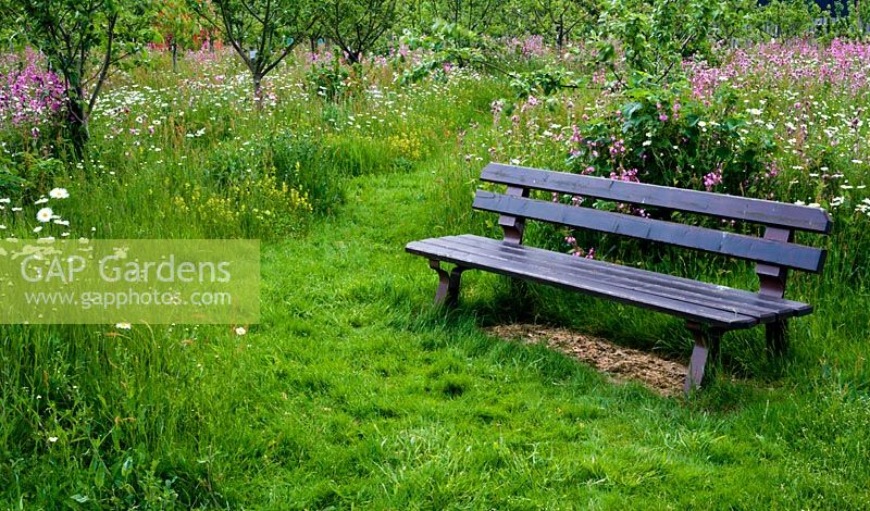 Wooden bench in wildflower meadow. Flowers include  Leucanthemum vulgare - Ox-eye Daisy, Silene dioica - Red Campion, and Rhinanthus minor - Yellow Rattle