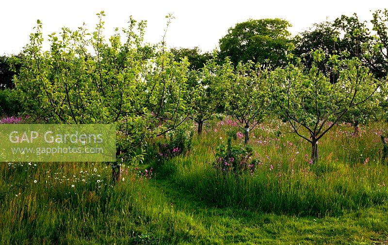 Organic orchard with wildflowers at sunset. Apples include 'Dr Harvey', a traditional Norfolk cooker and 'Green Roland'. Flowers include  Leucanthemum vulgare - Ox-eye Daisy, Silene dioica - Red Campion and Rumex acetosella - Sheeps Sorrel
 