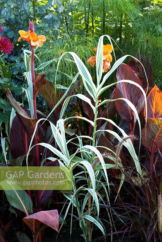 Arundo donax var. versicolor syn. A.donax 'Variegata'  with Canna 'Durban' and Cyperus papyrus in the Exotic Garden at Great Dixter. Canna also known and marketed as C. 'Tropicanna' and C. 'Phasion'