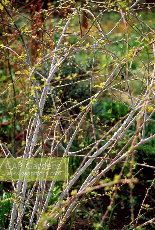 Rubus cockburnianus 'Golden vale' early Spring