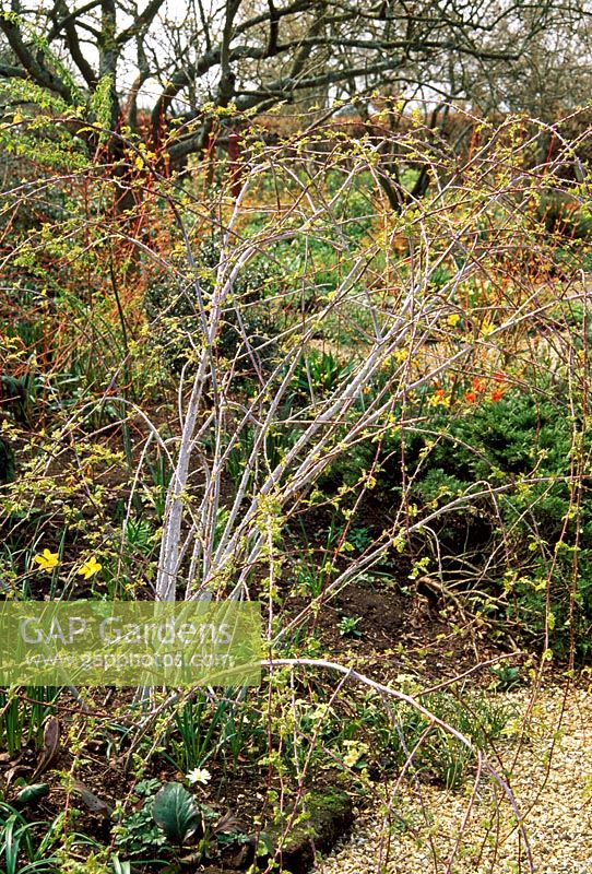 Rubus cockburnianus 'Golden vale' early Spring