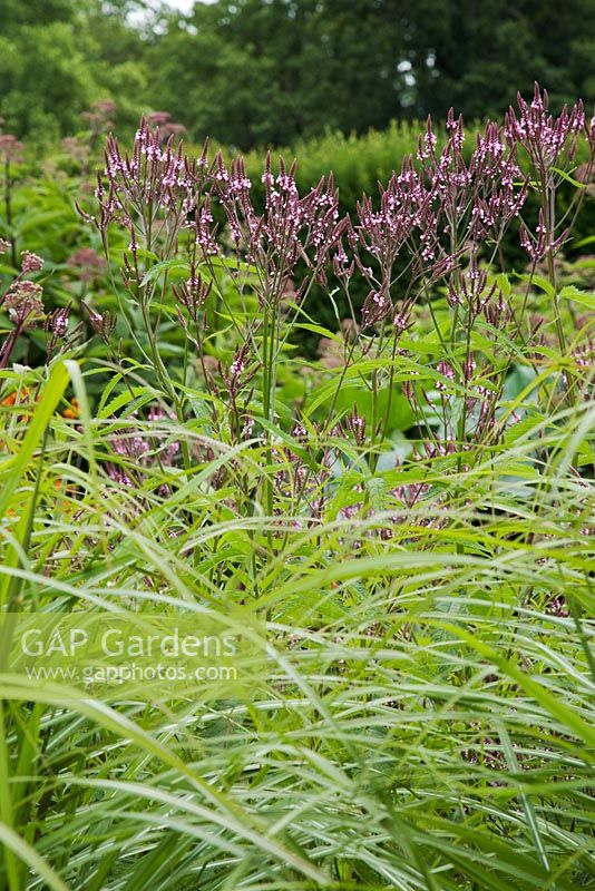 Verbena hastata 'Rosea' and Miscanthus sinensis 'Ferner Osten' flowering in July