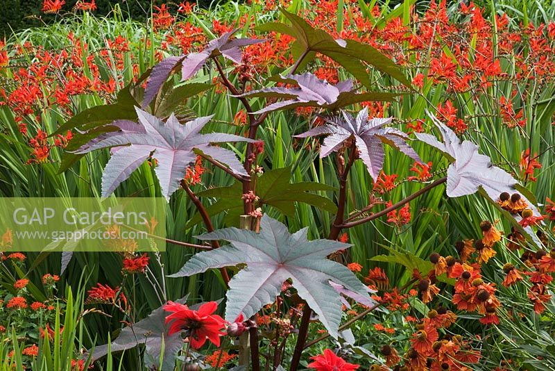 Summer border with Ricinus communis, Crocosmia 'Lucifer', Helenium 'Moerheim Beauty' flowering in July.  The Savill Garden, Windsor Great Park