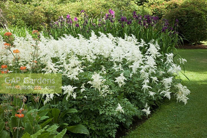 Astilbe x arendsii Bridal Veil, Primula 'Ellenbank' and Iris ensata - The Savill Garden, Windsor Great Park