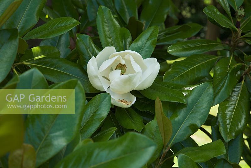 Magnolia grandiflora 'Maryland' flowering in July - The Savill Garden, Windsor Great Park