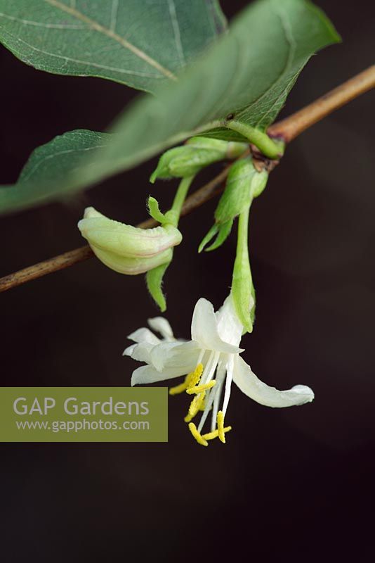 Lonicera x purpusii - Winter Honeysuckle