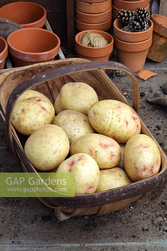 Solanum tuberosum - Potato 'Cultra' in trug