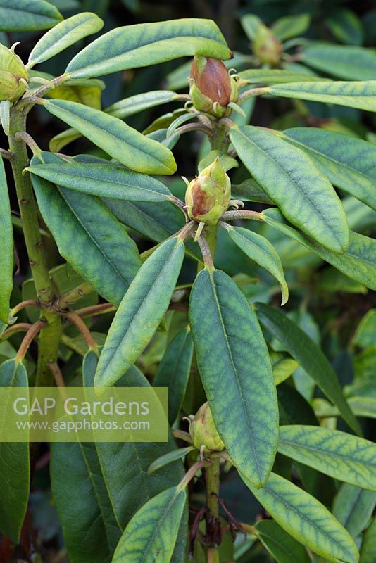 Iron deficiency on Rhododendron leaves