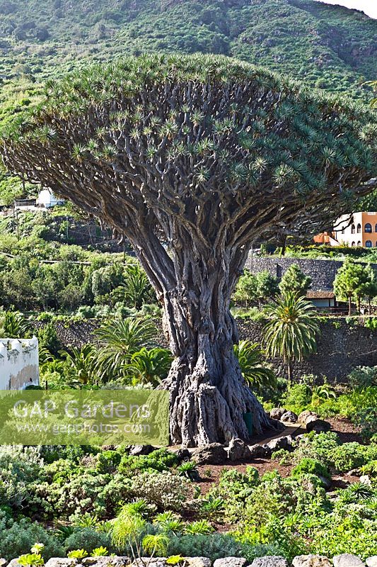 Draecana draco - Dragon Tree in Icod, Tenerife. Reputed to be the oldest and tallest Dragon Tree in The Canaries at 20 metres tall, and 10 metres at base perimeter