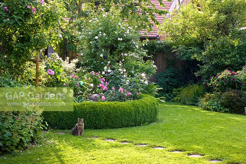Cat in summer garden with borders of Rosa 'Heritage',  'Lordly Oberon', 'Mme Boll',  'New dawn' and 'Tuscany Superb'.  Buxus hedge, Carex elata 'aurea', Centaurea montana and Clematis recta