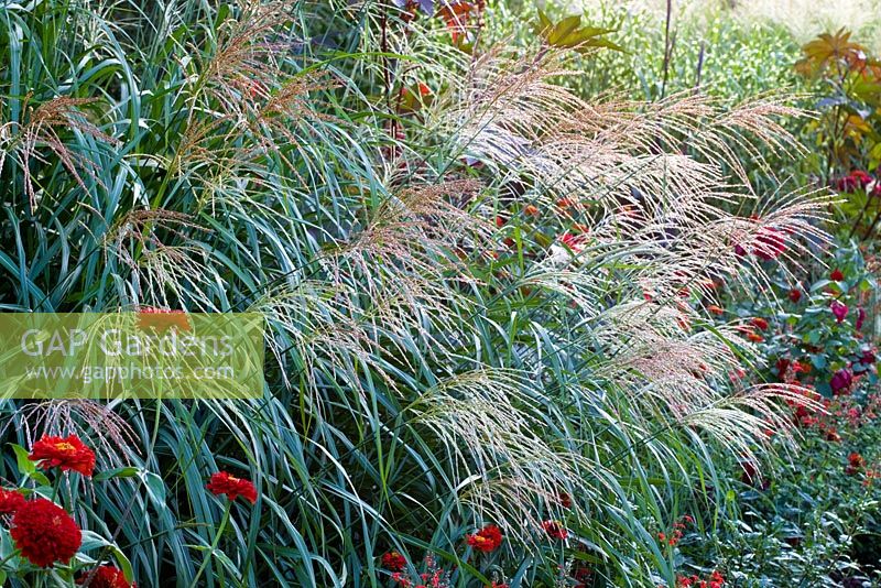 Grasses in a color-themed border at Weihenstephan Gardens, Germany - Miscanthus sinensis, Ricinus communis 'Carmencita Red', Zinnia elegans 'Benarys Riesen Scarlet' and Zinnia elegans 'Oklahoma Scharlach' 