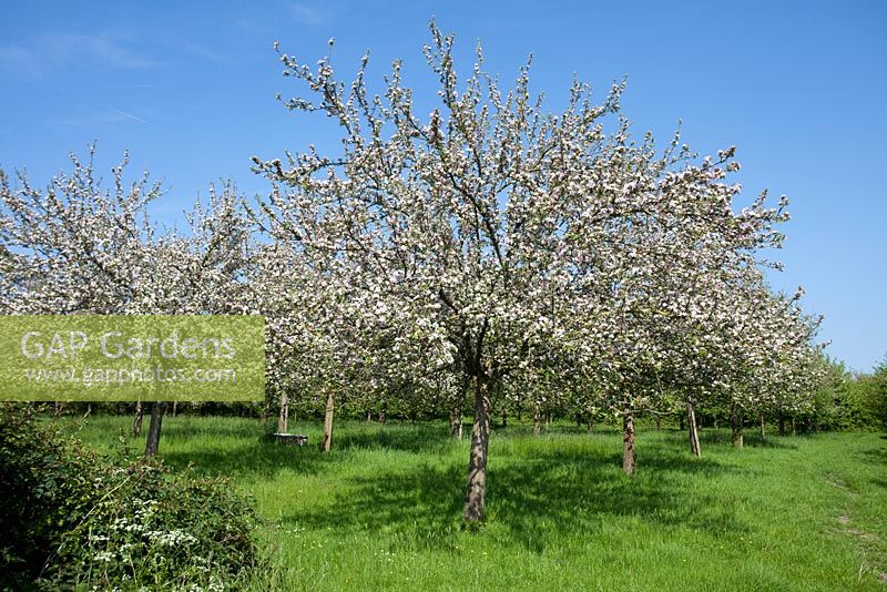 Apple orchard in blossom, Somerset
