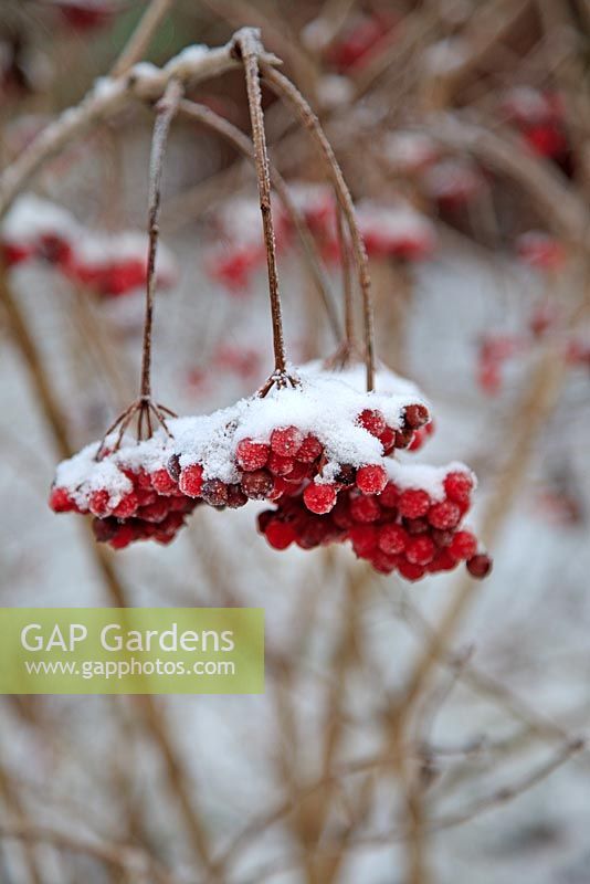 Viburnum opulus 'Compactum' - Guelder Rose berries covered in snow in late December