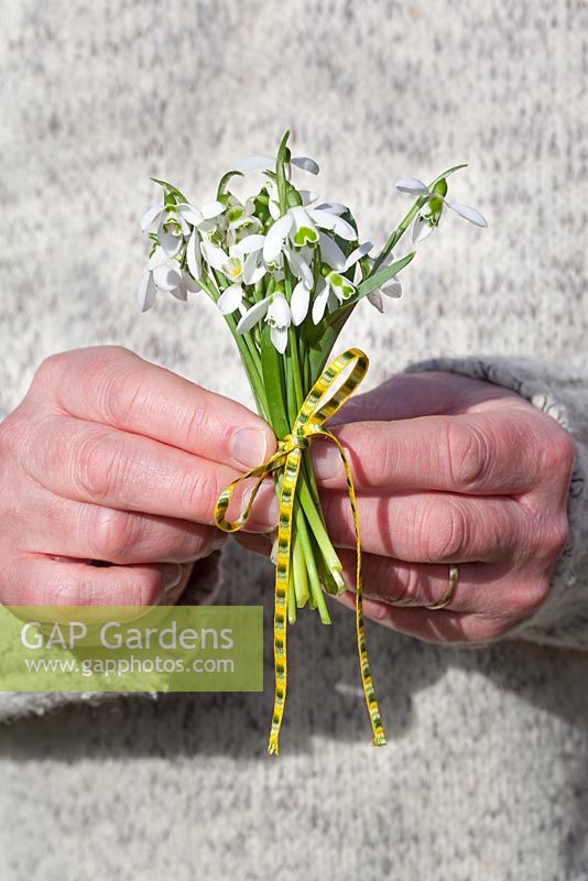 Man holding a posy of Snowdrops tied with a yellow ribbon, Galanthus elwesii and Galanthus nivalis
