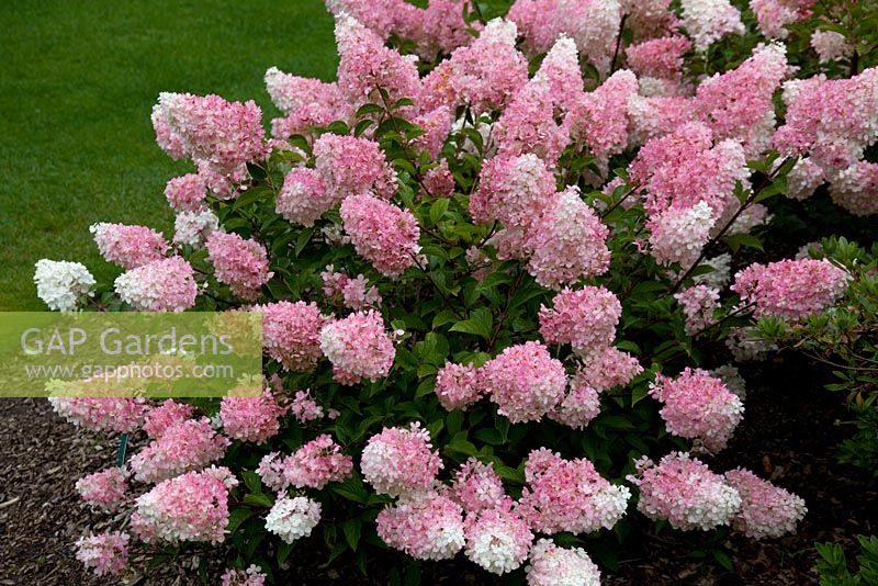 GAP Gardens  Hydrangea paniculata vanille fraise 39;Renhy39;  Image No 