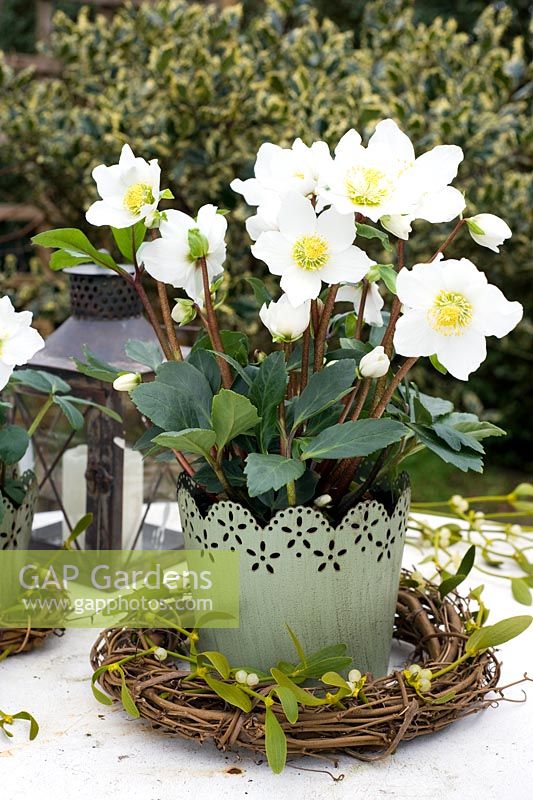 Helleborus niger - Christmas rose in decorative container with rustic wreath of mistletoe 