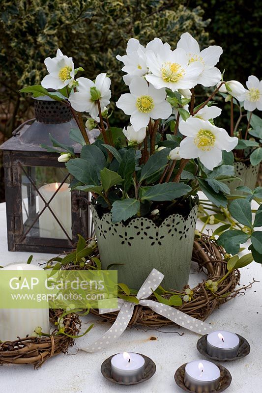 Helleborus niger - Christmas rose in decorative container with rustic wreath of mistletoe with bow with lit candles and tealights