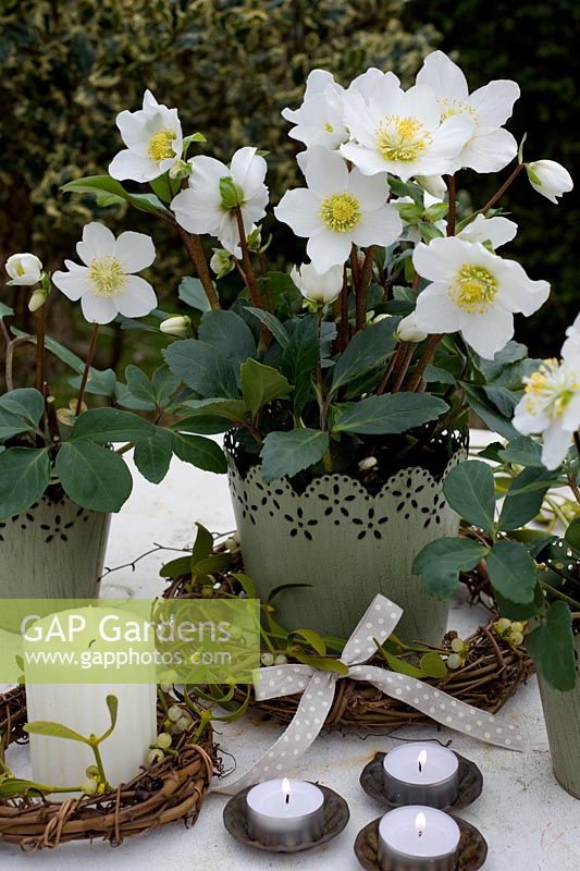 Helleborus niger - Christmas rose in decorative container with rustic wreath of mistletoe with bow with lit candles and tealights