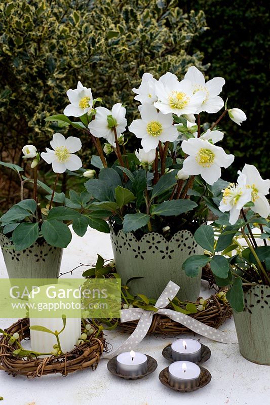 Helleborus niger - Christmas rose in decorative container with rustic wreath of mistletoe and bow with lit candles and tealights